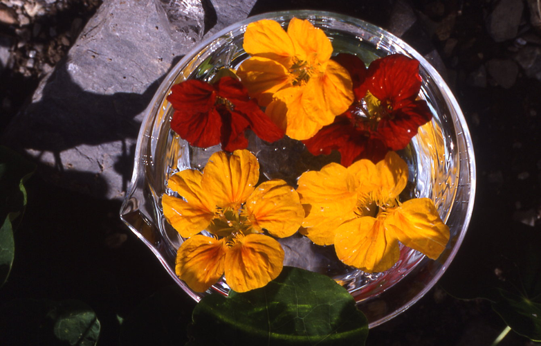 ODINELIXIR Essence florale de capucine