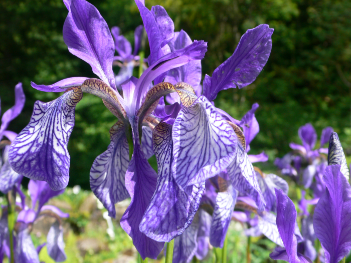 Essence florale d'iris